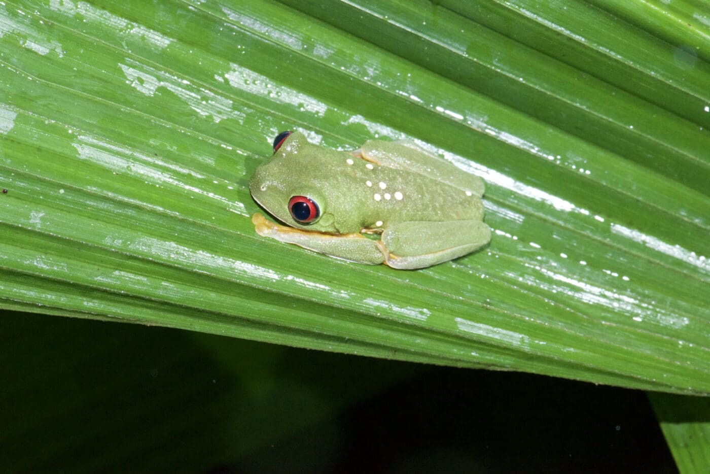 Agalychnis callidryas