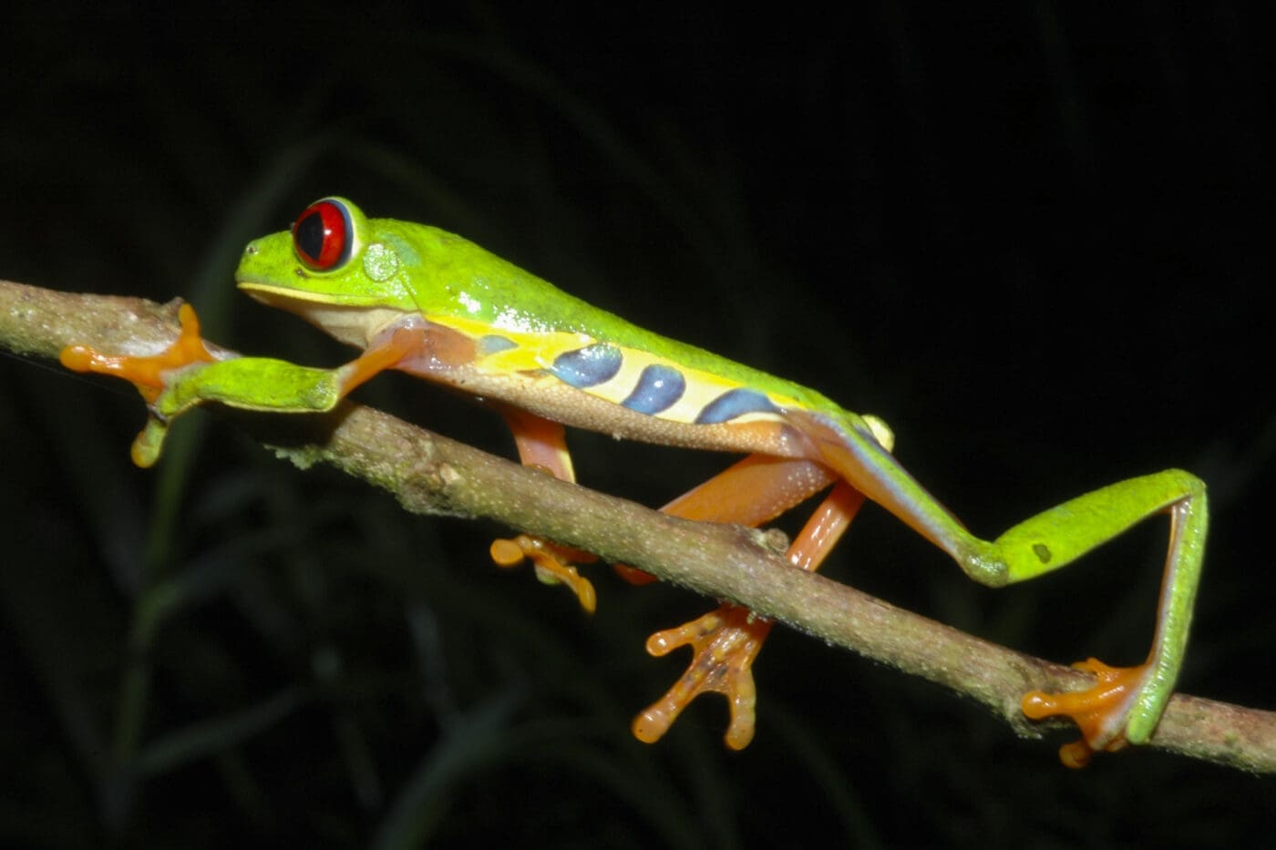 Agalychnis callidryas