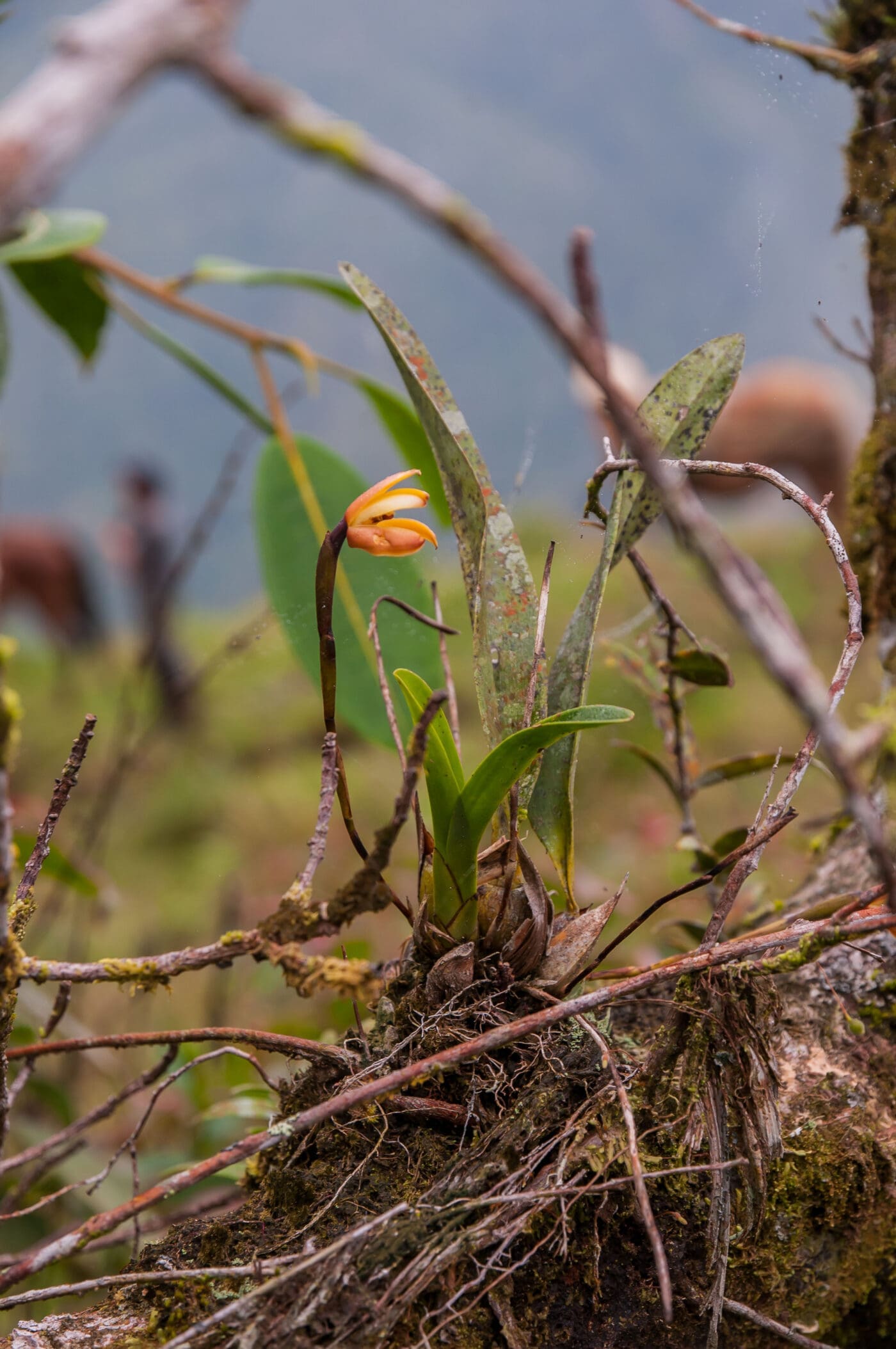 Dendrobates auratus