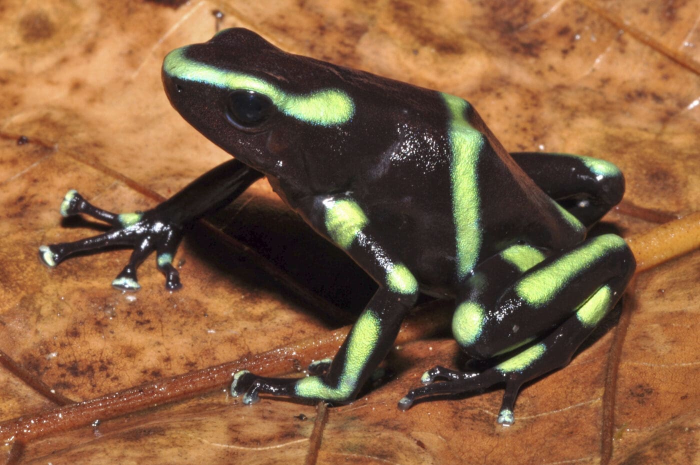 Dendrobates auratus