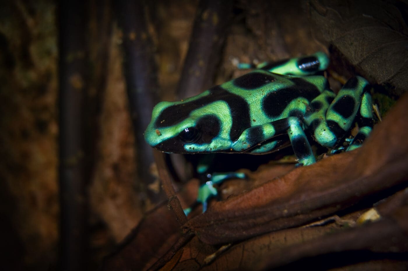 Dendrobates auratus