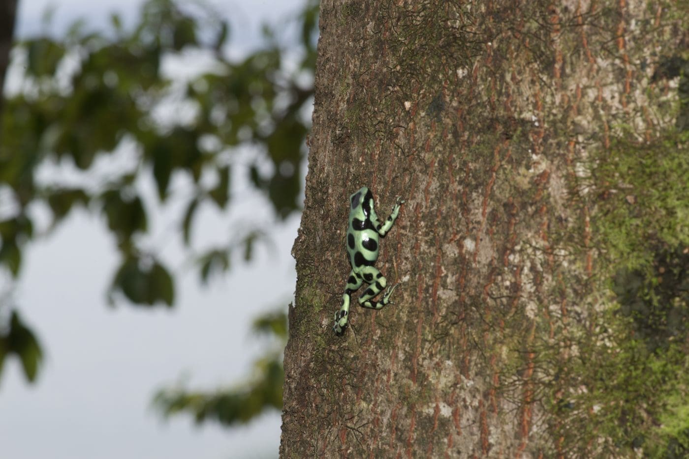 Dendrobatus auratus