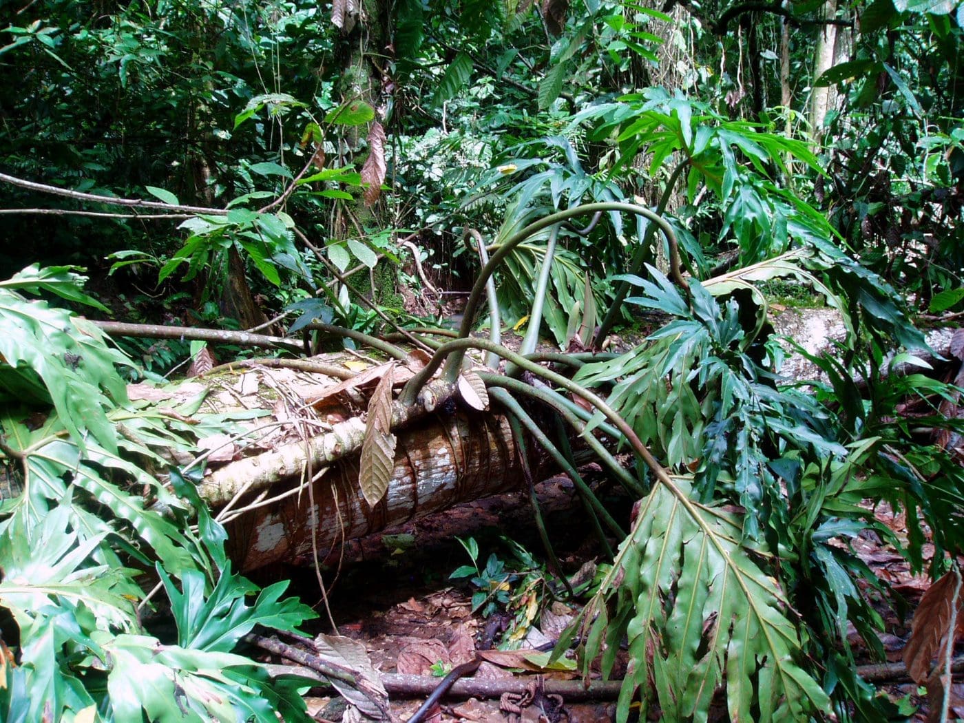 Dendrobatus auratus habitat