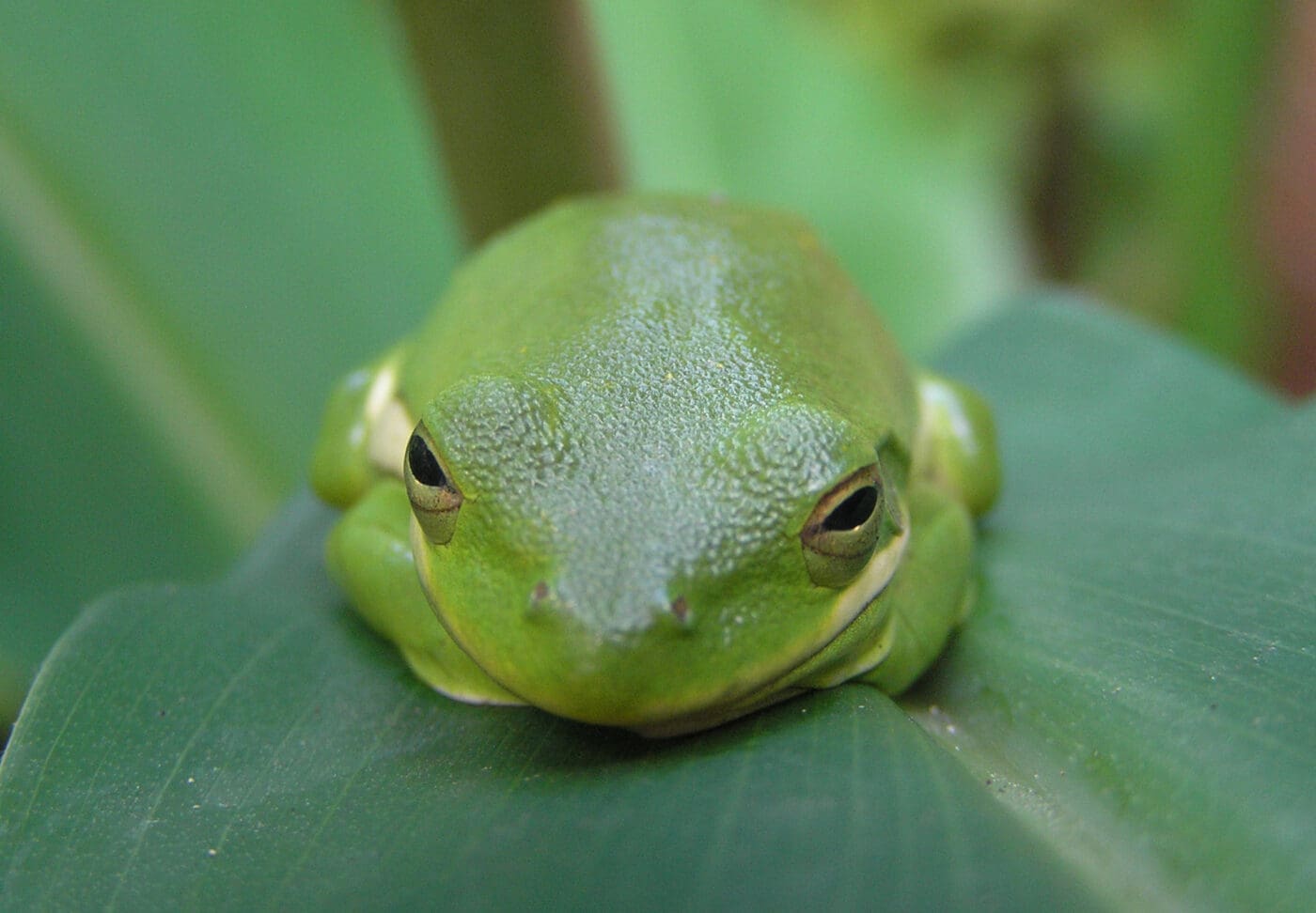 Hyla cinera