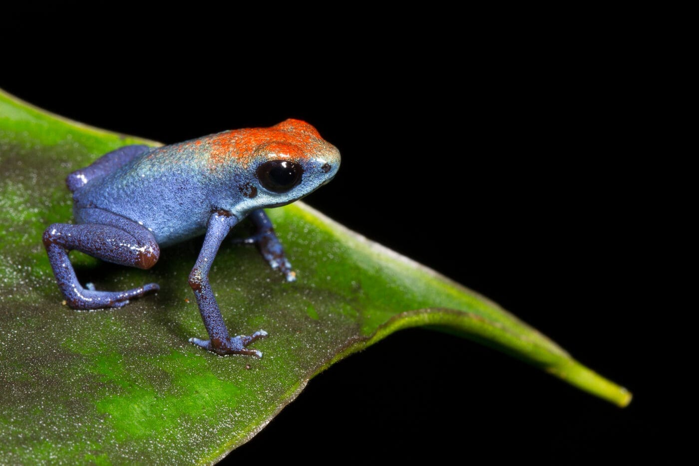 Oophaga pumilio