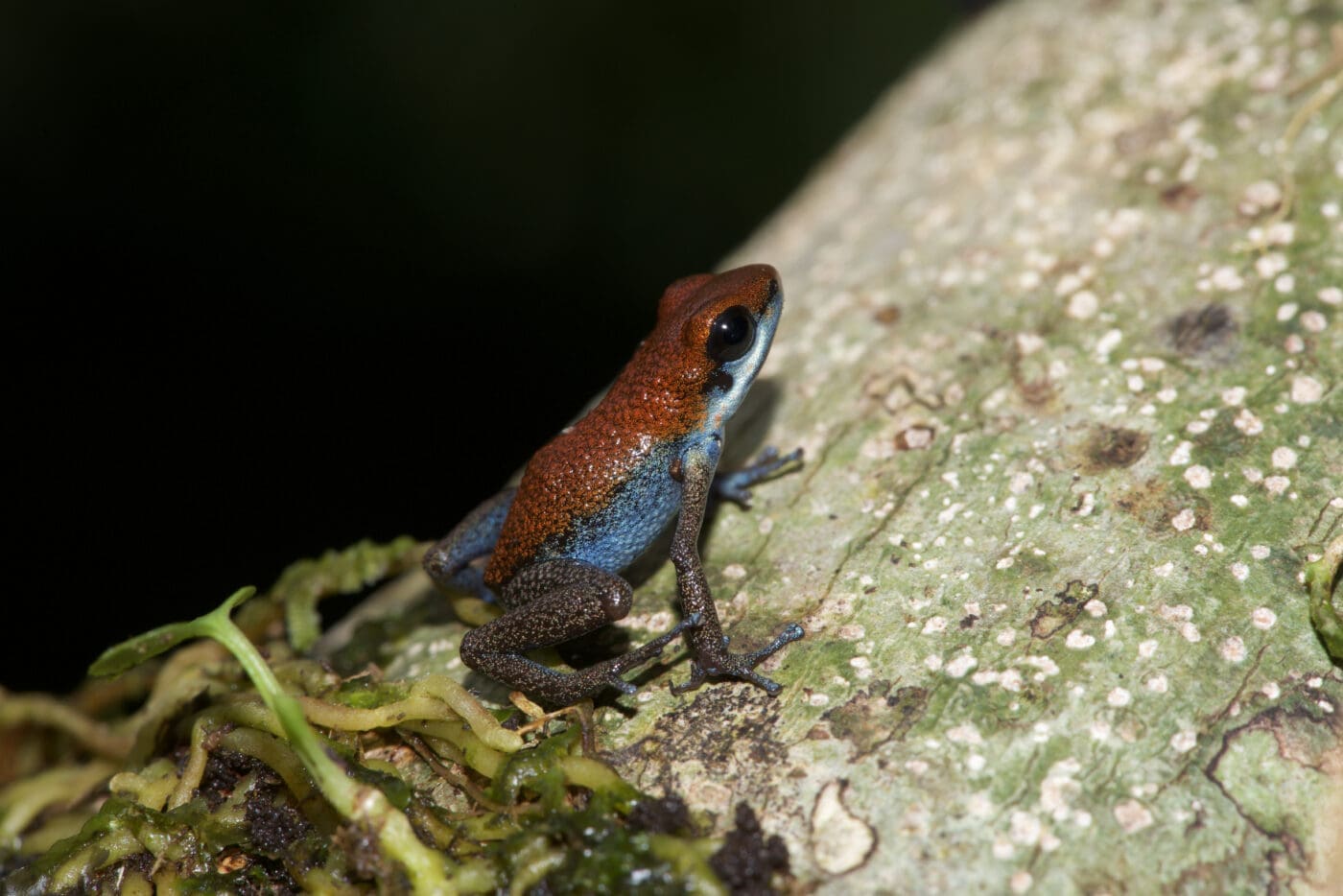 Oophaga pumilio