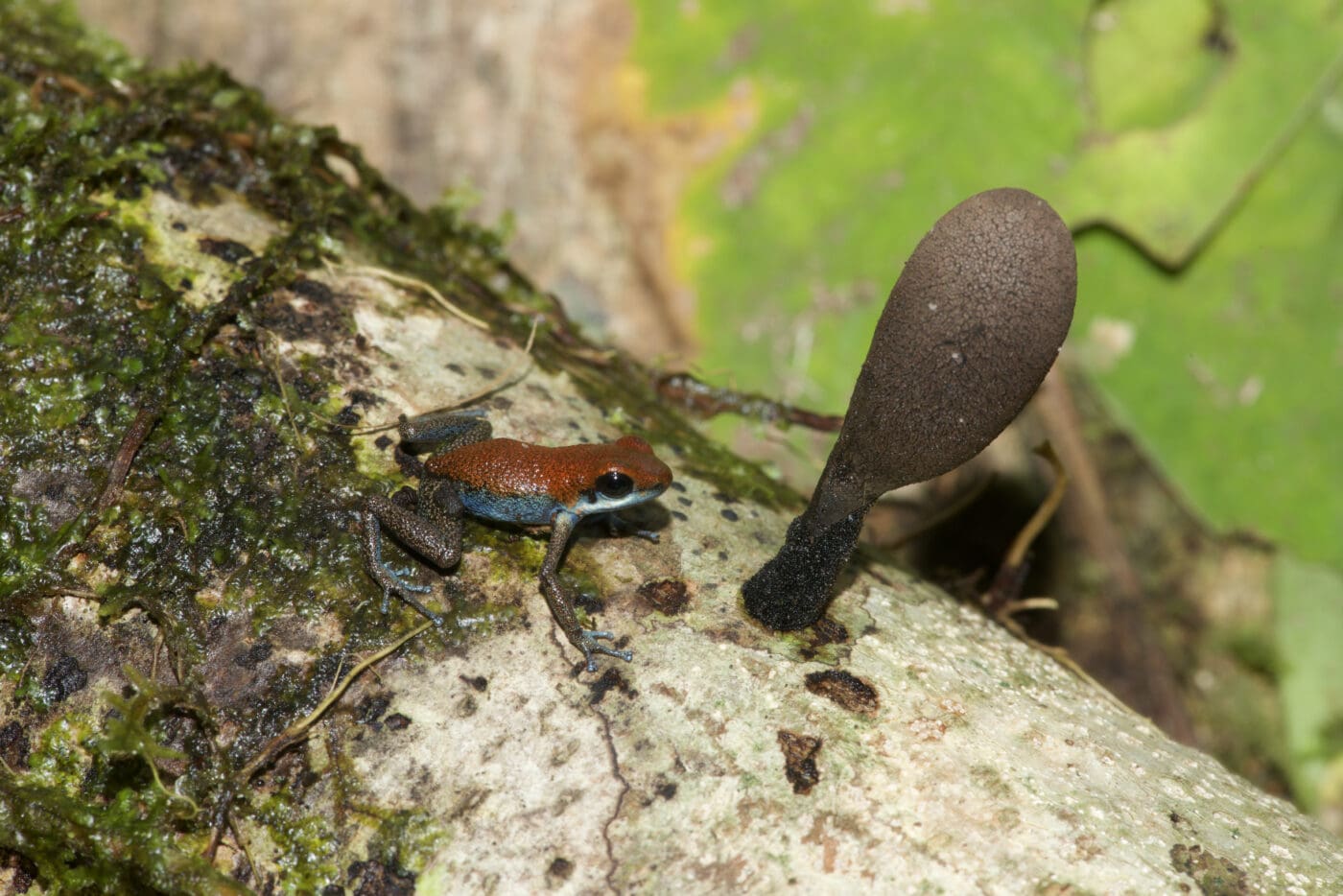 Oophaga pumilio