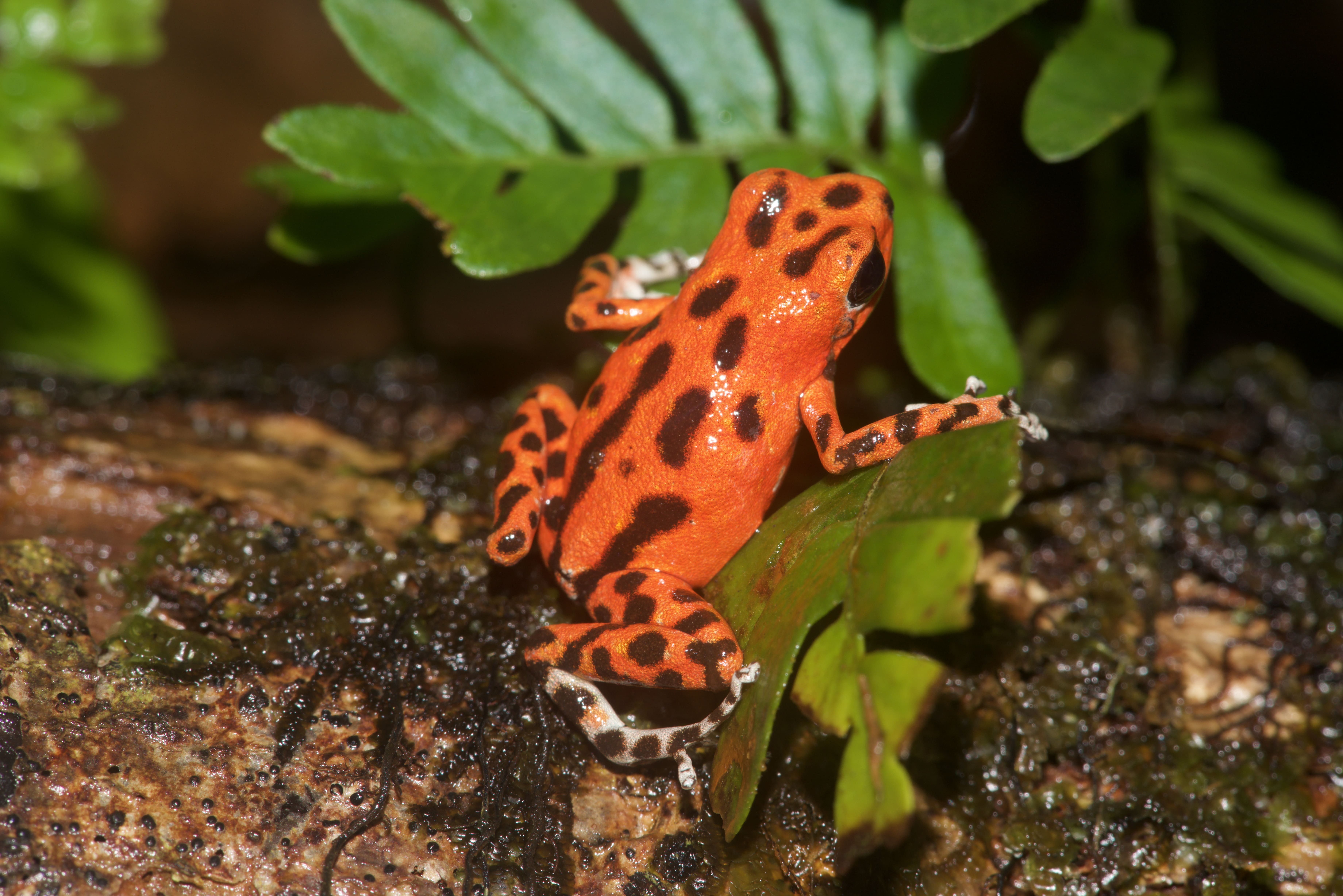 Oophaga pumilio