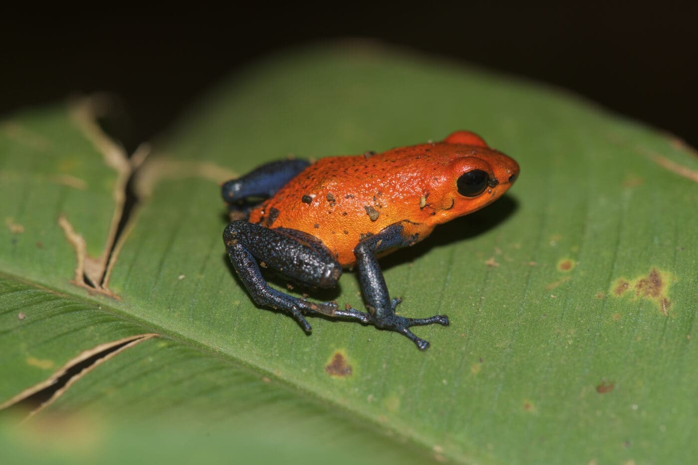 Oophaga pumilio