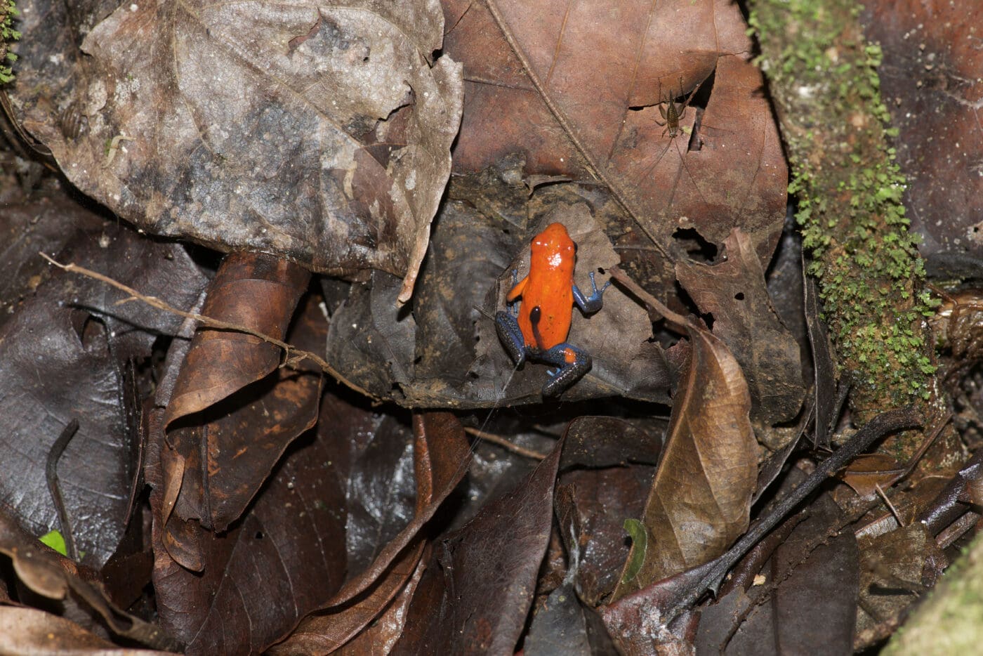 Oophaga pumilio