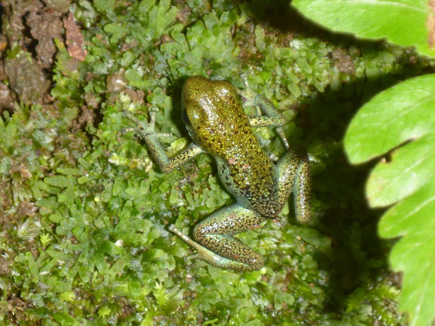 Oophaga pumilio