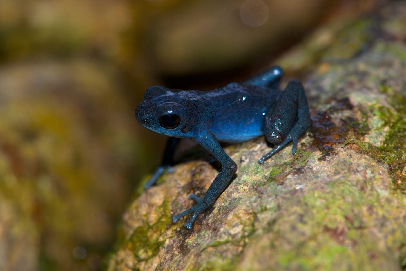 Oophaga pumilio