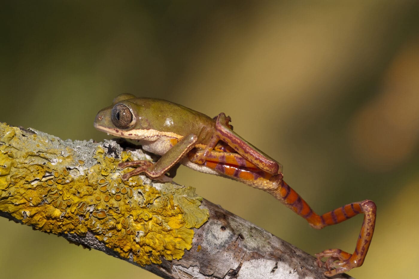 Phyllomedusa hypochondrialis