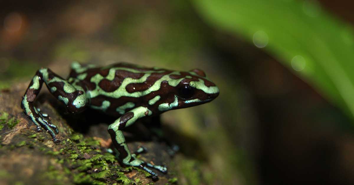 Dendrobates auratus from Taboga Island, Panama - by J.A. Hernandez