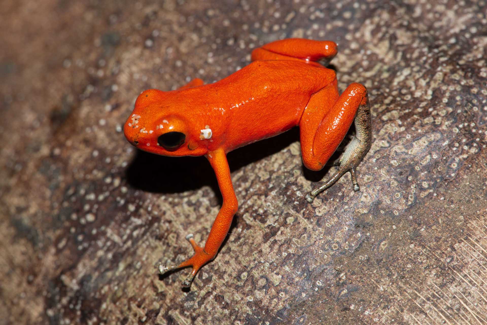 Your caption here…