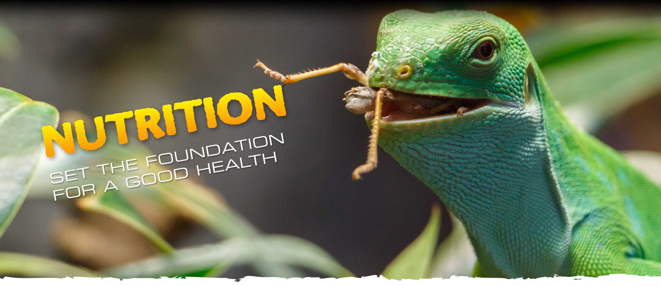 Supplements: a crucial food component