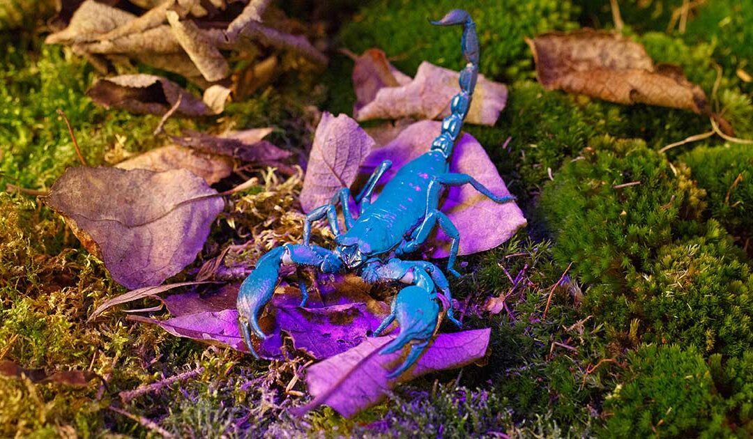Pandinus imperator