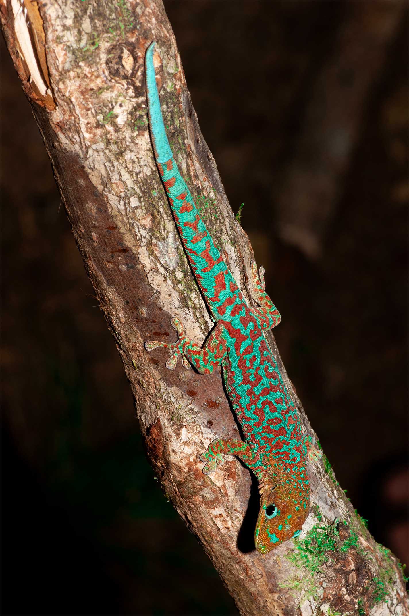 Phelsuma borbonica mater Basse Valleé, Southern Réunion
