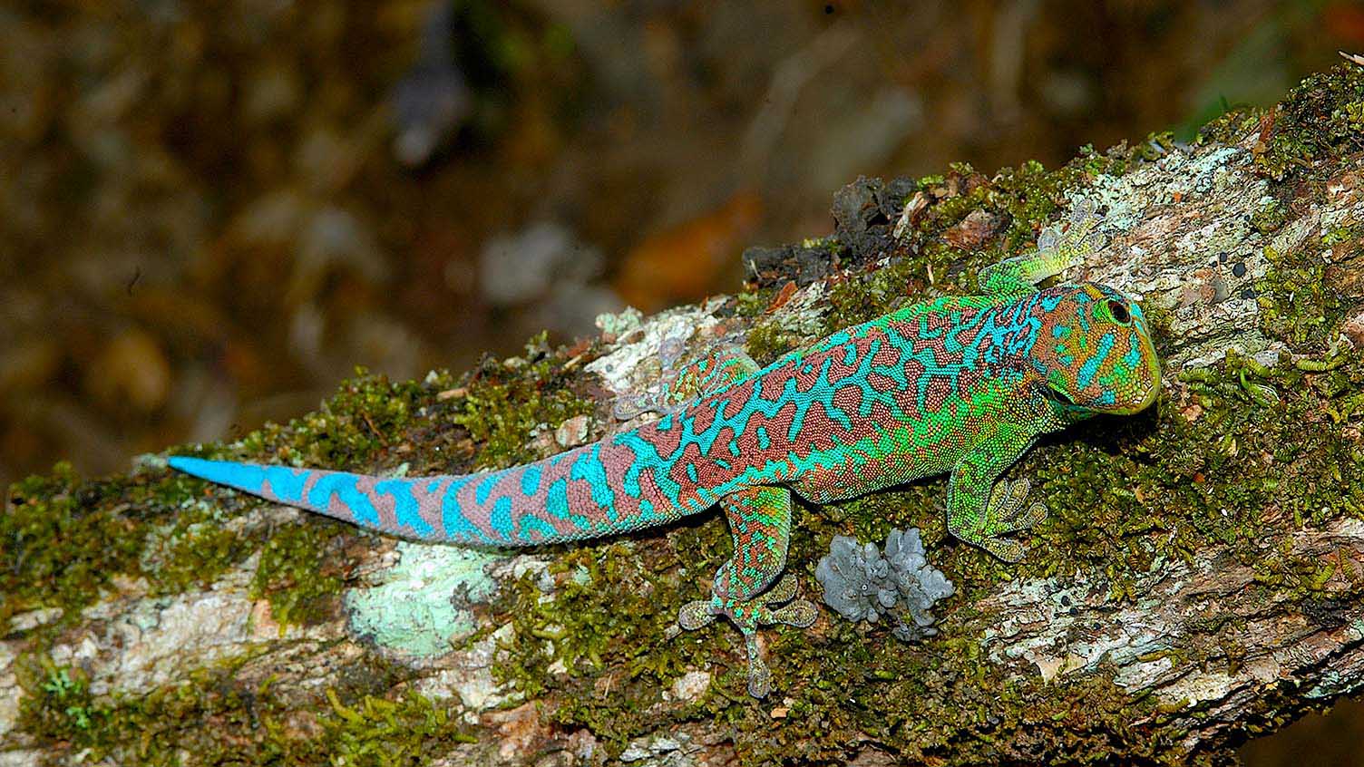 Phelsuma borbonica borbonica from the heights of St. Rose, Eastern Reunion