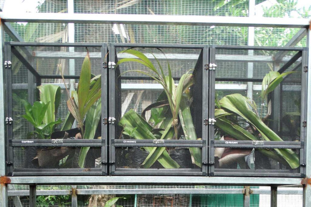 Manapany Day Gecko at NOI