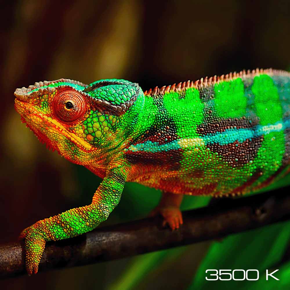 The Role of Visible Light in Reptile Biology