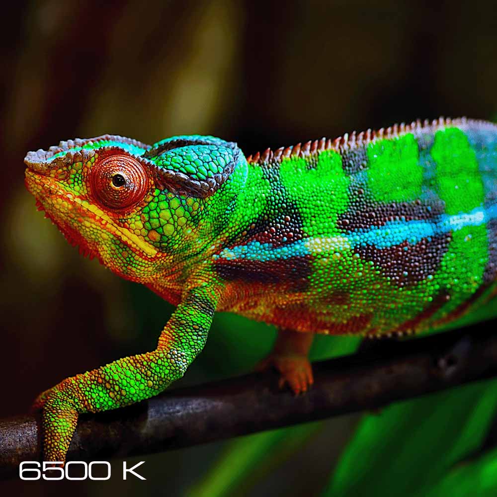 The Role of Visible Light in Reptile Biology