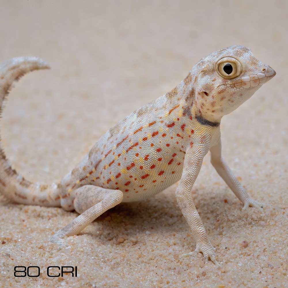 The Role of Visible Light in Reptile Biology