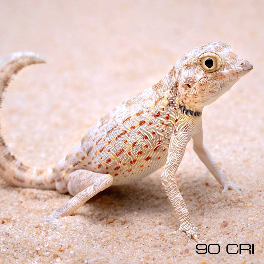The Role of Visible Light in Reptile Biology