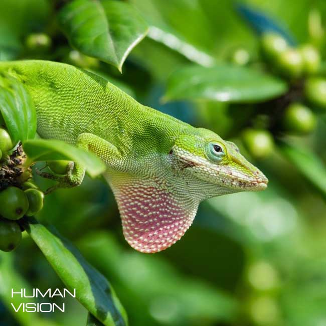 The Role of Visible Light in Reptile Biology