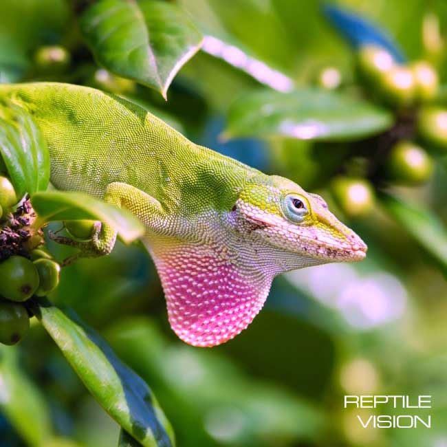 The Role of Visible Light in Reptile Biology