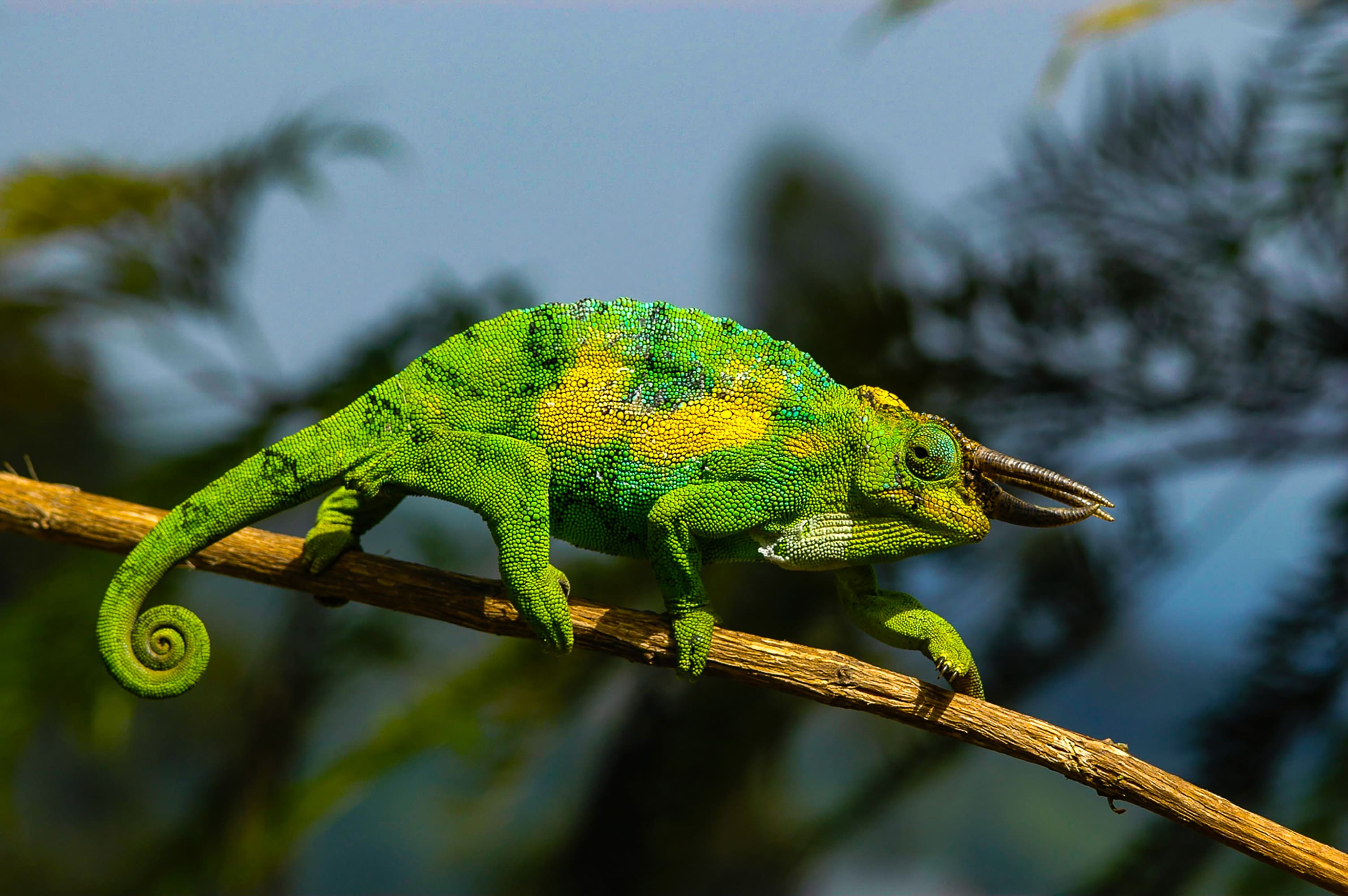 Bwindi Impenetrable Forest