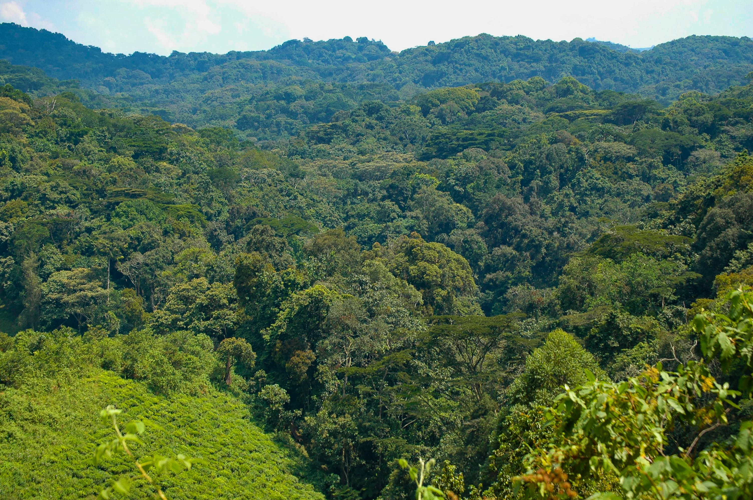 Bwindi Impenetrable Forest