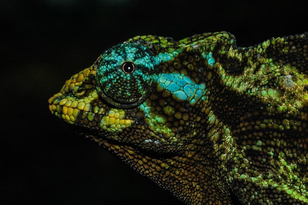 Trioceros johnstoni female