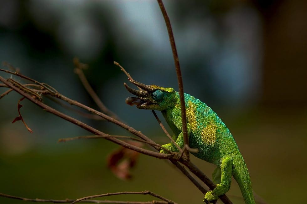 Trioceros johnstoni male