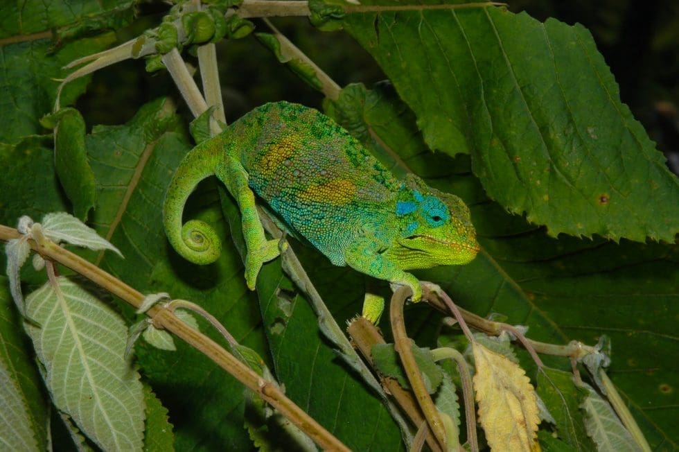 Trioceros johnstoni female