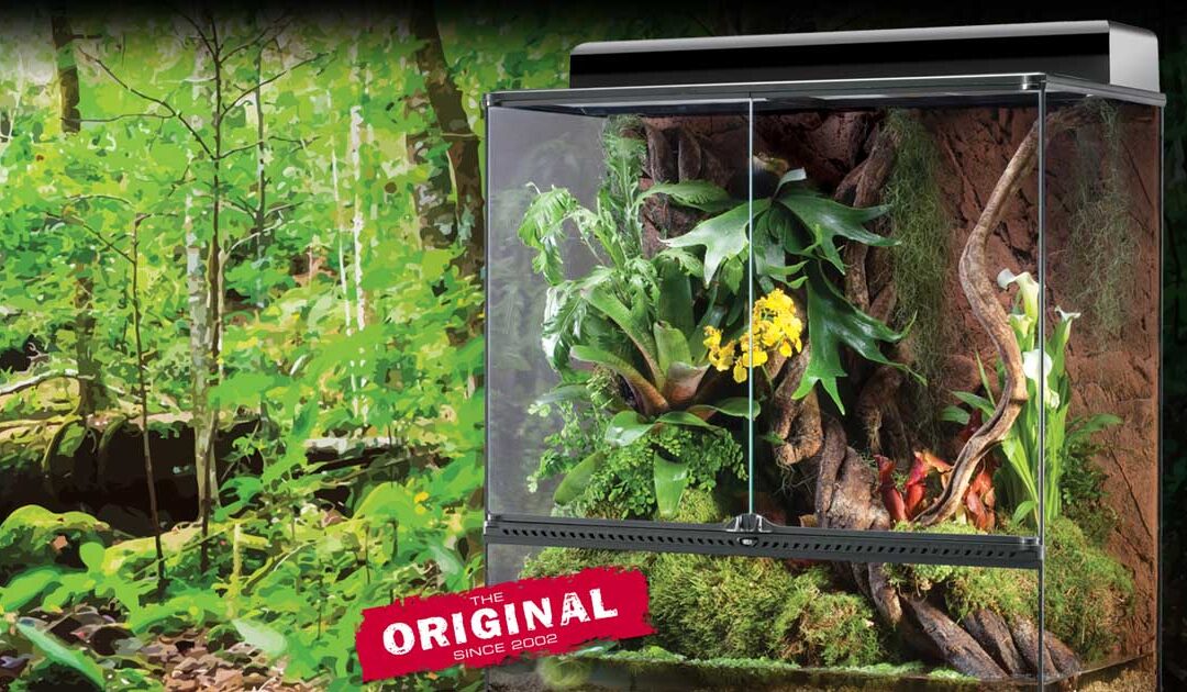 Why use a natural terrarium setup?