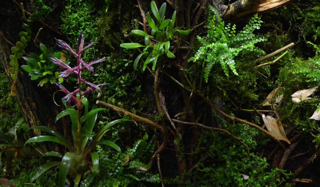 How to set up a bioactive terrarium