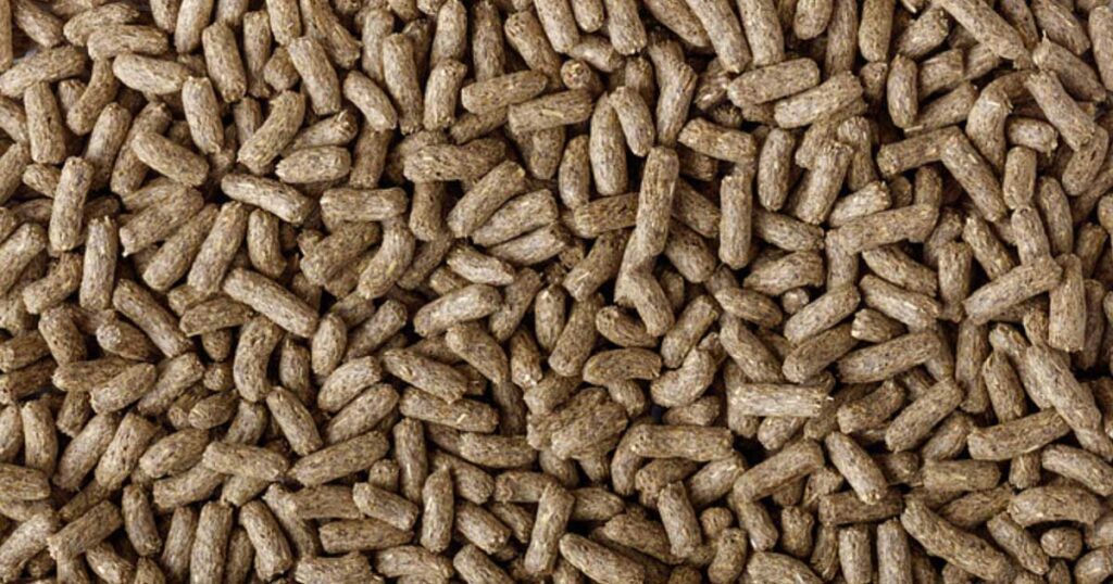 Dragon Grub, not your average reptile food!