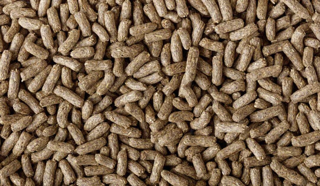 Dragon Grub, not your average reptile food!
