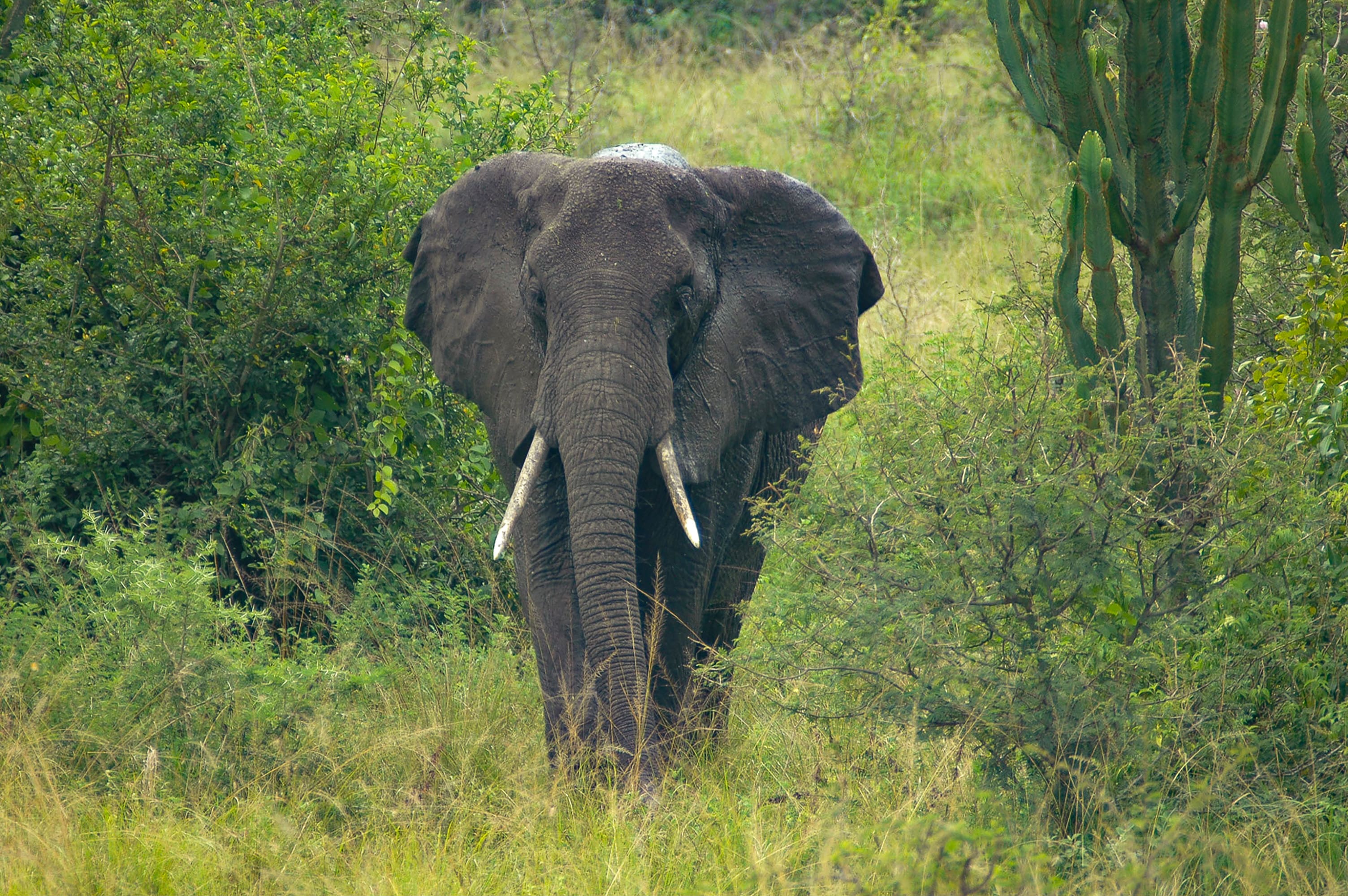 Journey through Queen Elisabeth NP