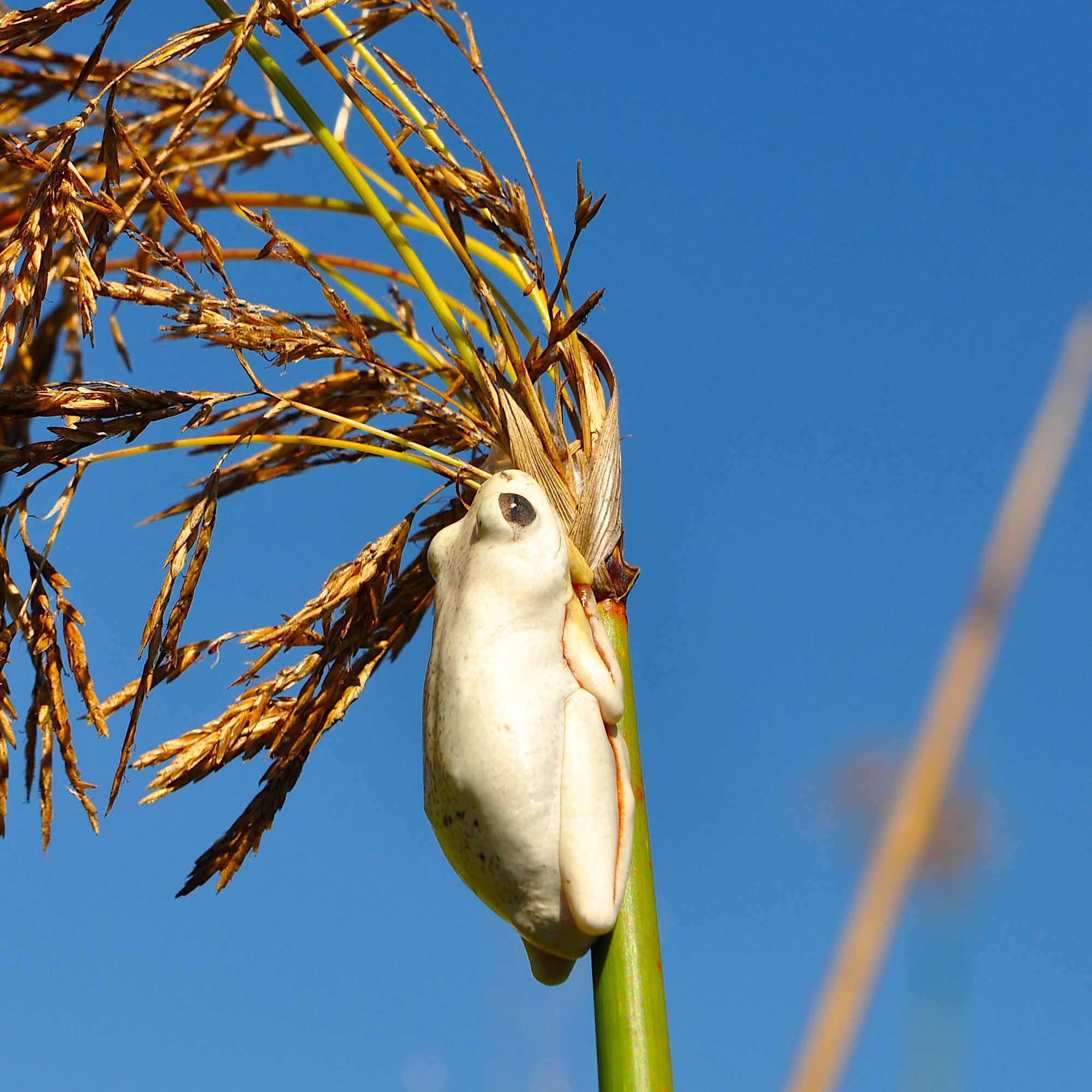 Une Hyperolius marmoratus exposée à la lumière directe du soleil pendant une période prolongée dans le delta de l’Okavango, au Botswana.