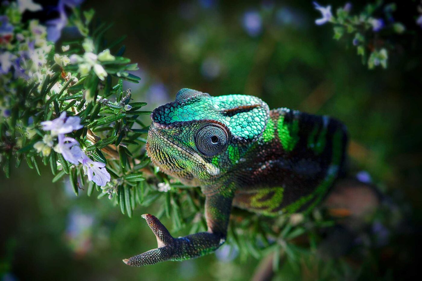 Captive bred panther chameleon photographed exploring his surroundings - by M. Kern.