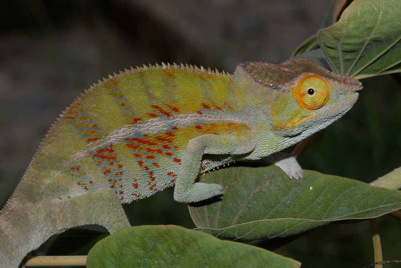 Furcifer pardalis 