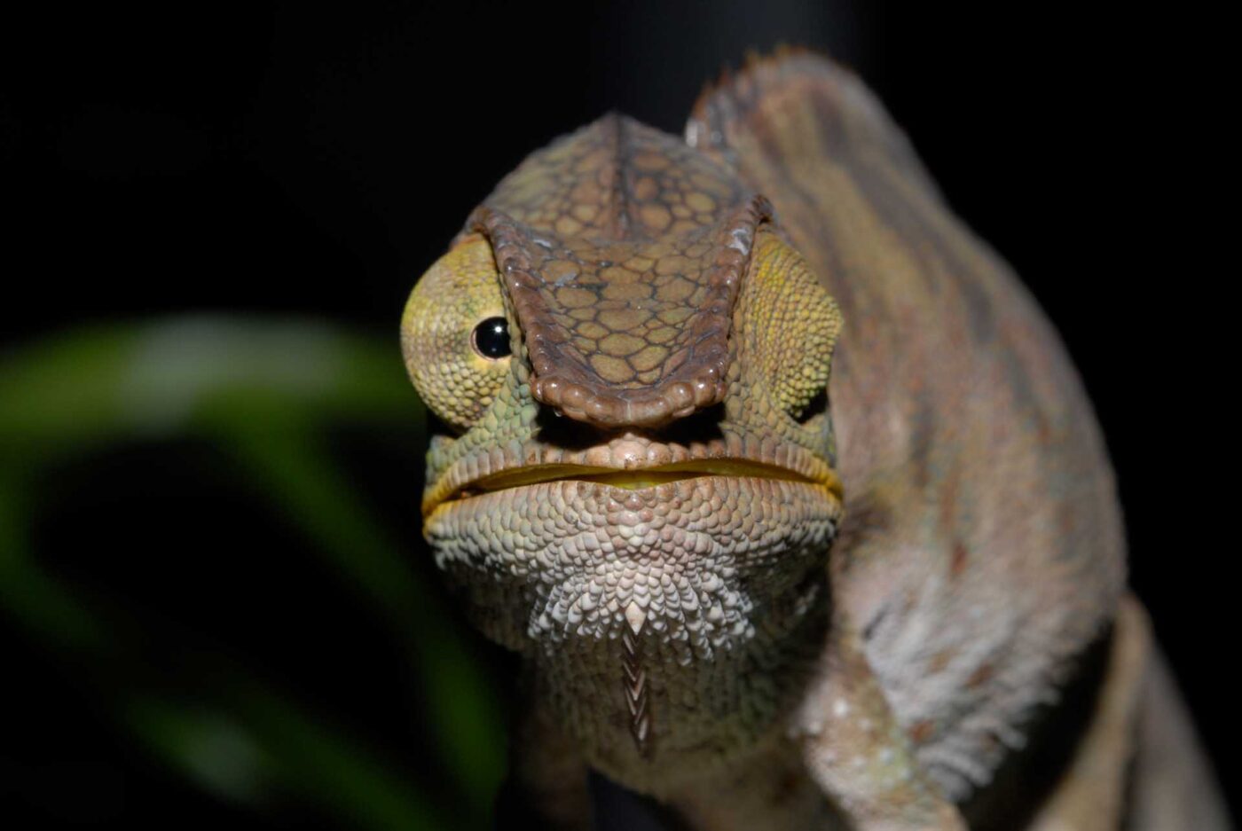 Furcifer pardalis 