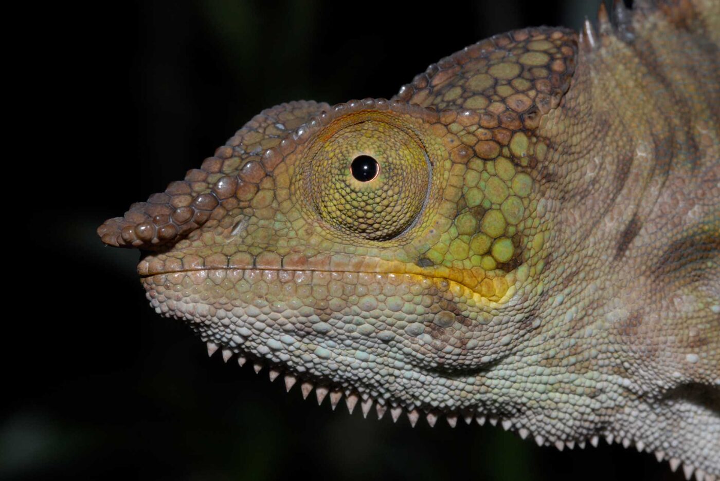 Furcifer pardalis 