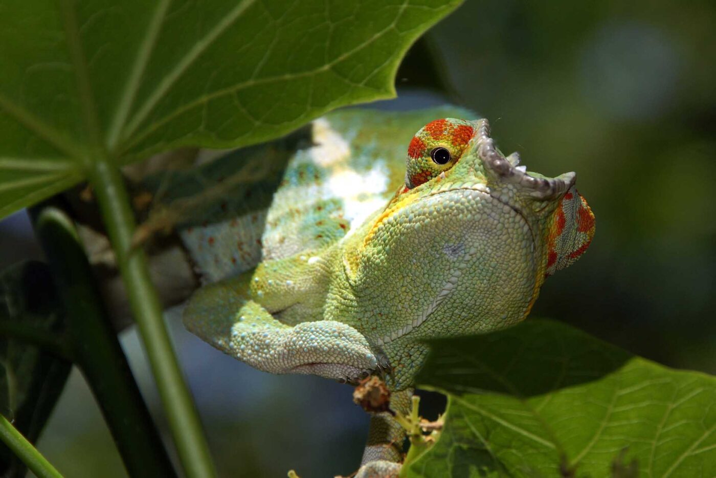 Furcifer pardalis 