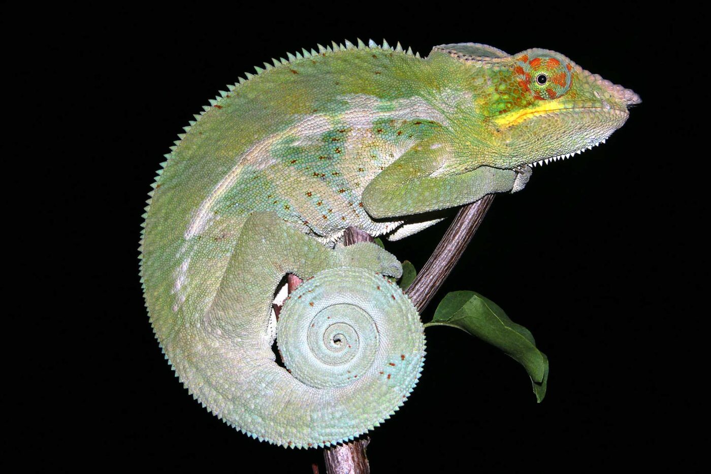 Furcifer pardalis 