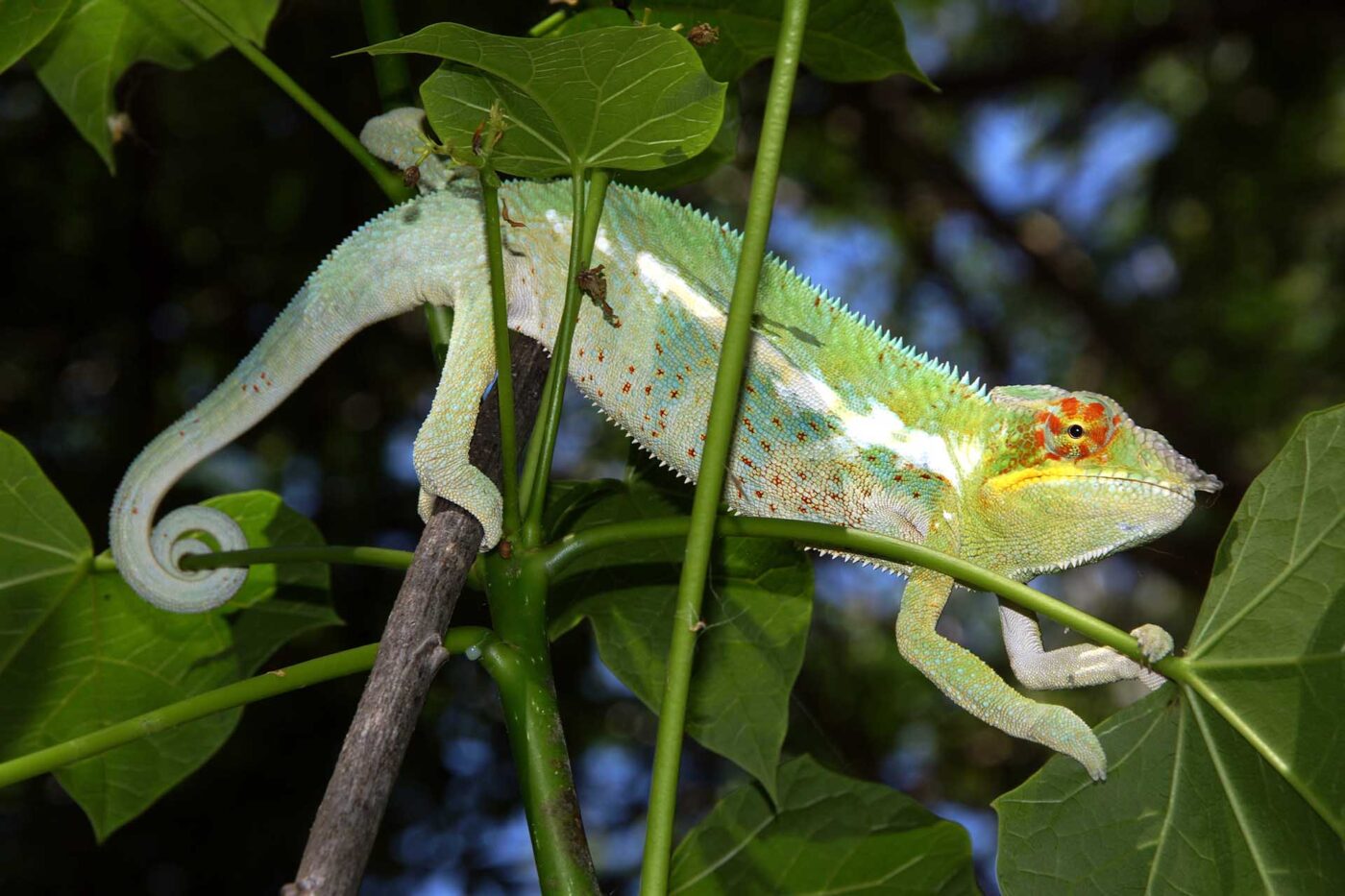 Furcifer pardalis 