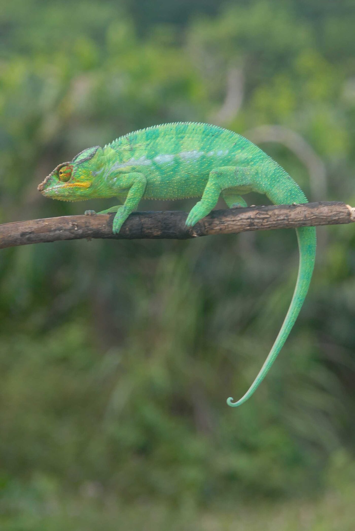 Furcifer pardalis walking along a branch - by E. Van Heygen.