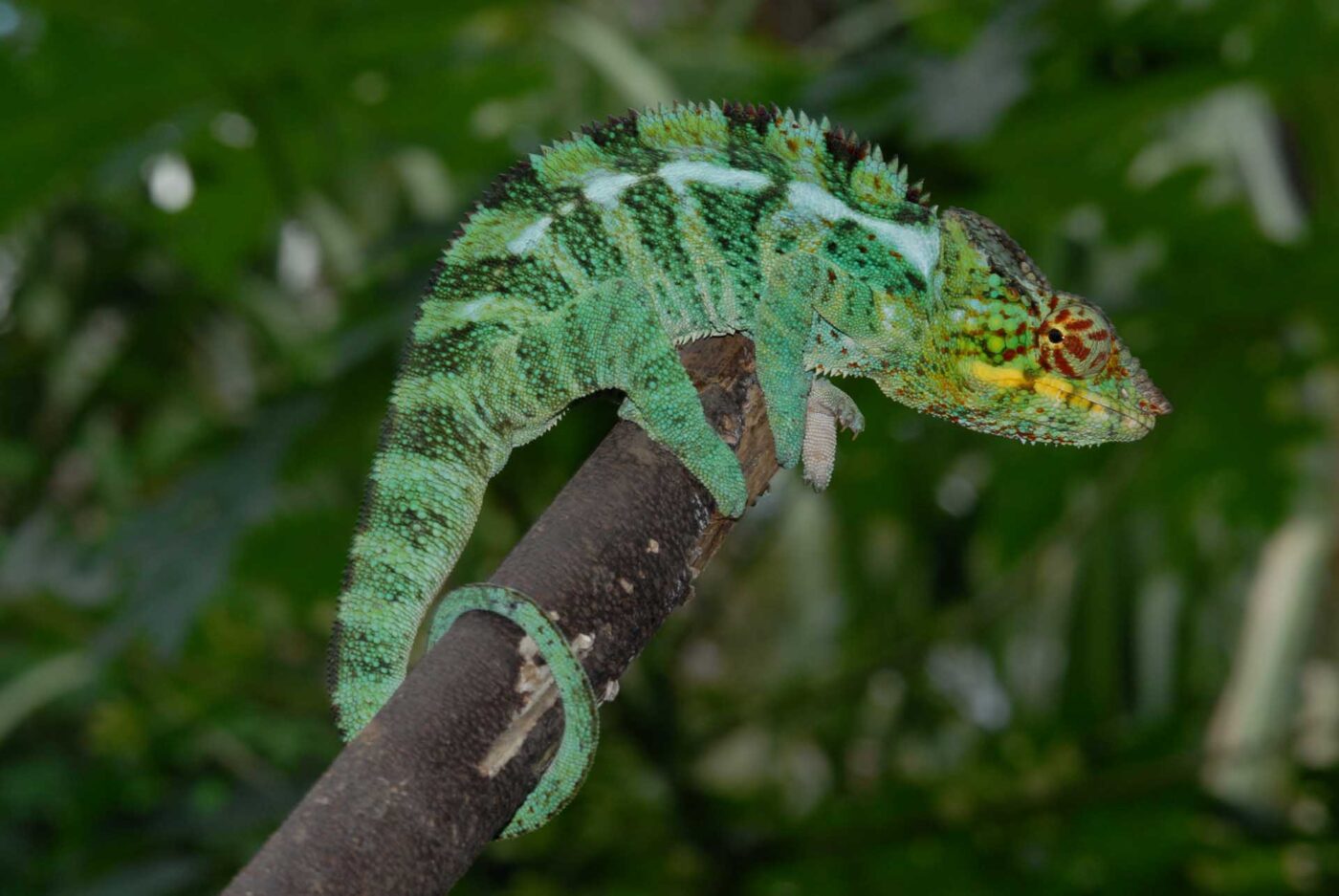 Furcifer pardalis 
